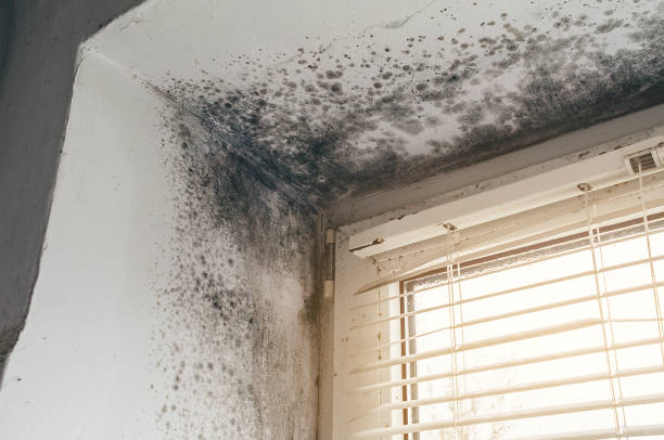 Trusted Commercial Mold Remediation service in Paramus, NJ - Cheap Mold Removal